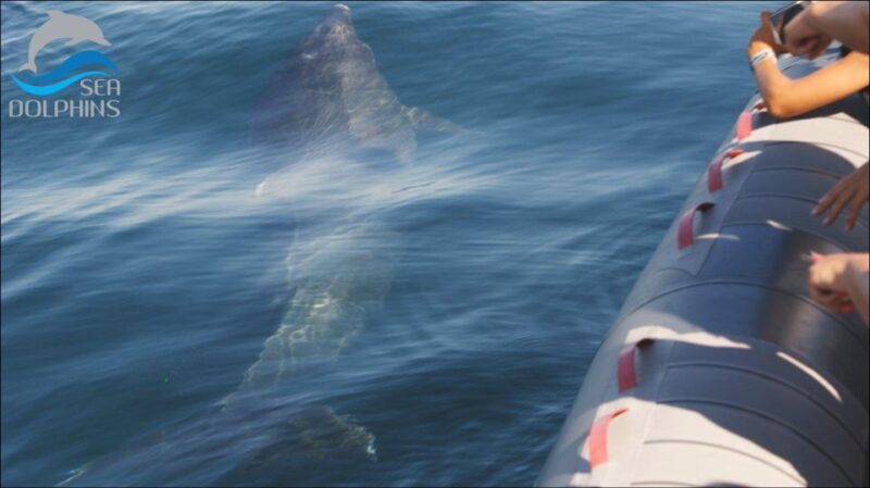 Dolphins Watching - Portimão - Frequently Asked Questions