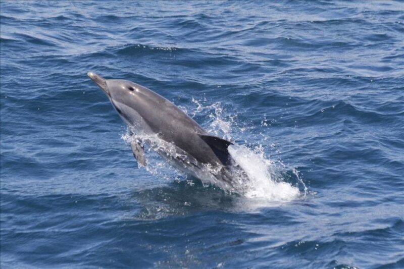 Dolphins Watching with Beach Day in Tarifa from Seville - Practical Tips for a Smooth Experience
