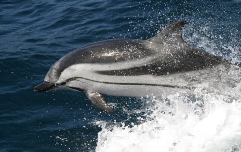 Dolphins Watching with Beach Day in Tarifa from Seville - FAQs