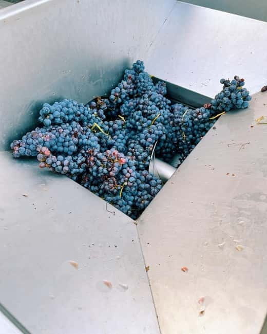 Domodossola: Savor Wines & Local Treats in a Scenic Vineyard - Final Thoughts