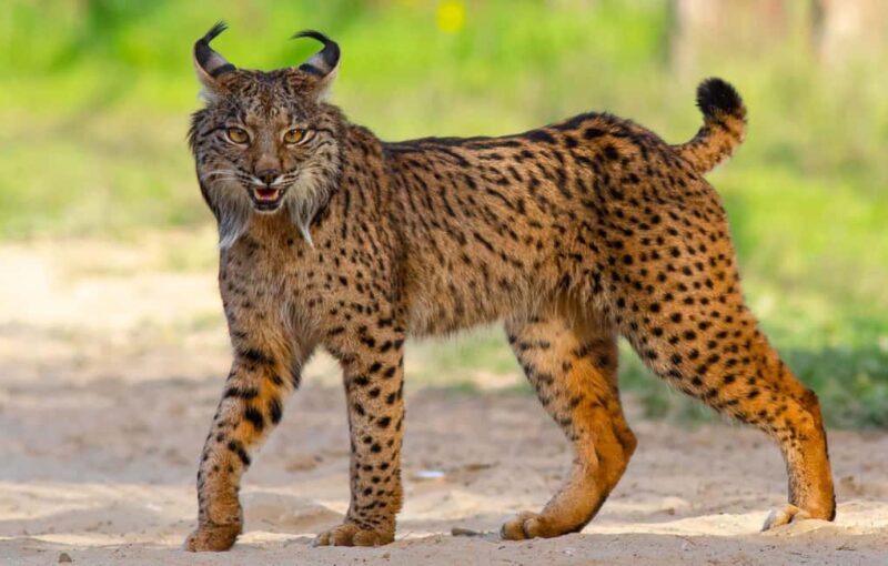Doñana: 4x4 tour of the national park and beaches - Key Points