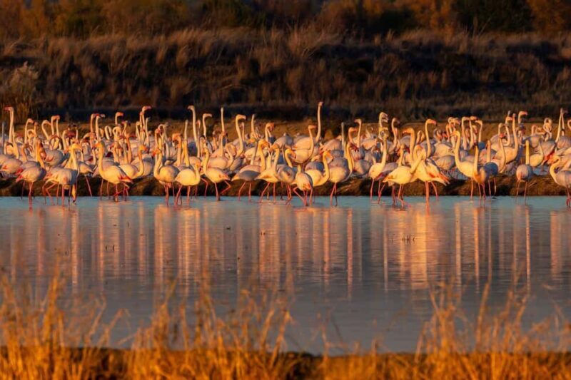 Doñana: 4x4 tour of the national park and beaches - Exploring Doñana: A Natural Treasure