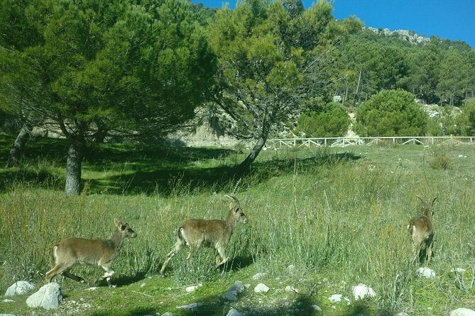 Donana National Park and El Rocío: Guided Tour from Seville - An In-Depth Review of the Experience
