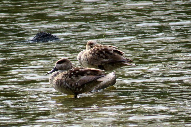 Donana National Park and El Rocío: Private Tour from Seville - Guides and Transport