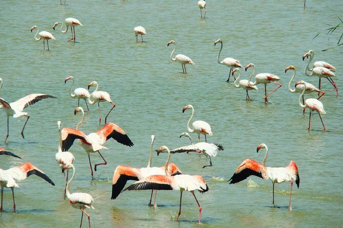 Donana National Park: Guided Day Tour from Seville - Discovering Doñana National Park: A Detailed Look at the Guided Day Tour from Seville