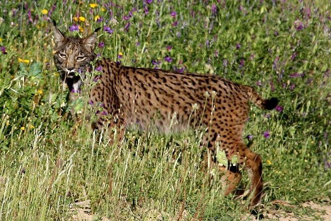 Donana National Park & Matalascanas Guided Tour from Seville - An In-depth Look at the Tour