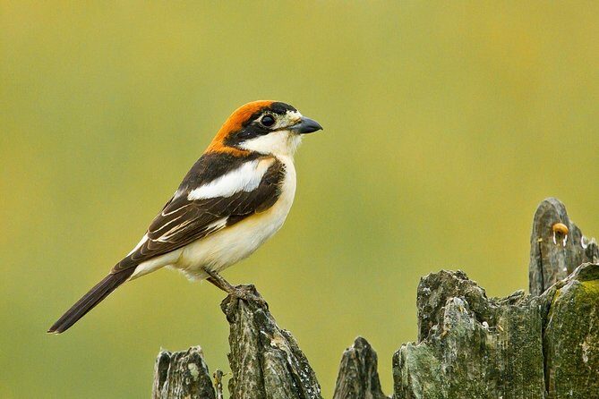 Donana National Park & Matalascanas Guided Tour from Seville - Authentic Experiences from Fellow Travelers