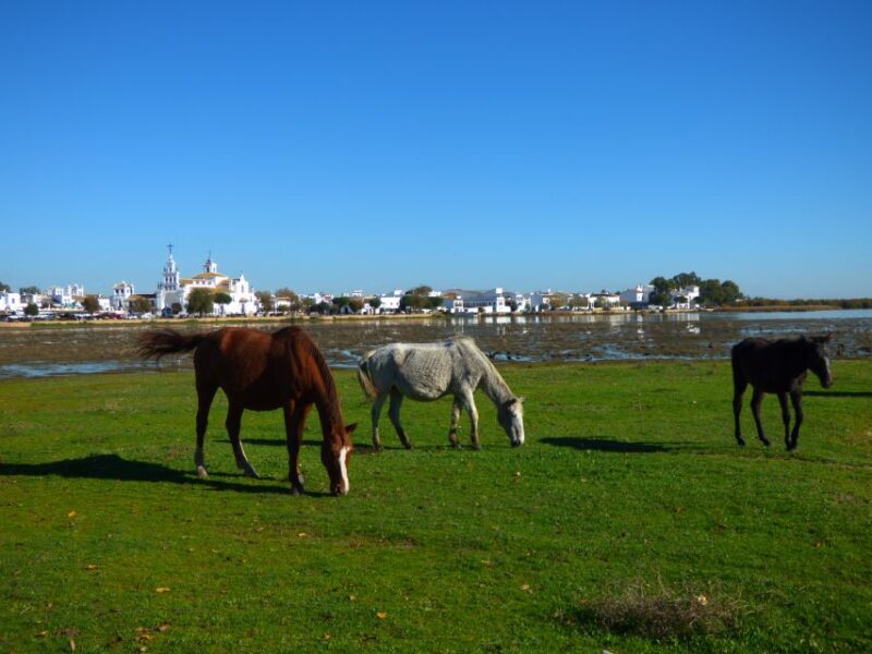 Doñana National Park Off-Road Tour from Seville - Who Should Consider This Tour?