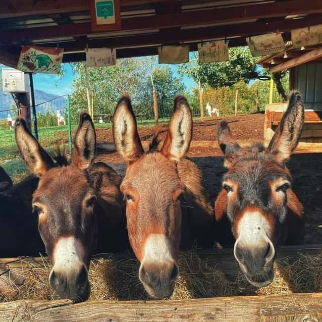Donkey Farm and Lipa Cave Tour; Cave Crawling Donkey Calling - Exploring Montenegro’s Offbeat Treasures: Donkey Farm & Lipa Cave