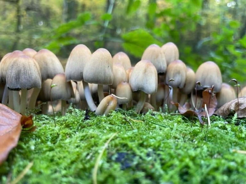 Dortmund: Allotment Garden Tour - An In-Depth Look at the Dortmund Allotment Garden Tour