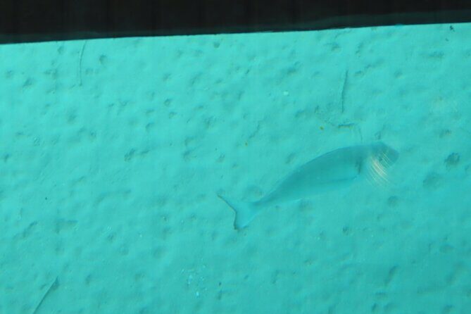 Dory's Glass Bottom Boat Adventure in Pserimos and Pserimos Beach - Who Should Consider This Tour?