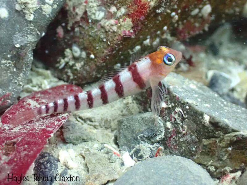 Double Boat Dive with Equipment - An Honest Look at the Double Boat Dive in Kaikoura