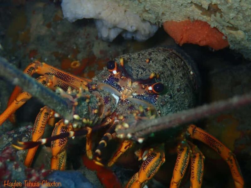 Double Boat Dive with Equipment - Is It Worth the Price?