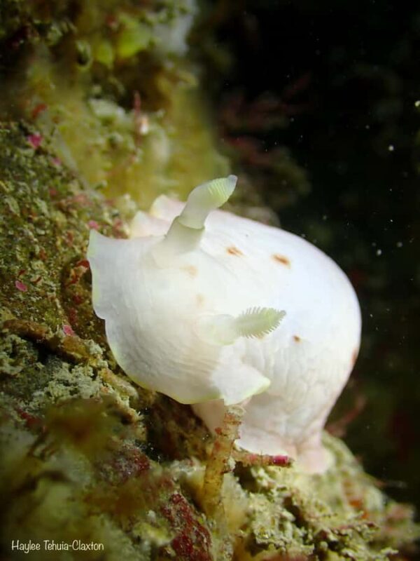 Double Boat Dive with Equipment - Who Should Consider This Tour?