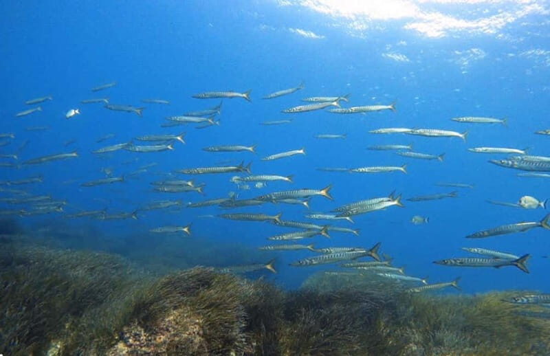 Double dive in Menorca: Discover Menorca's Marine Reserve - Key Points