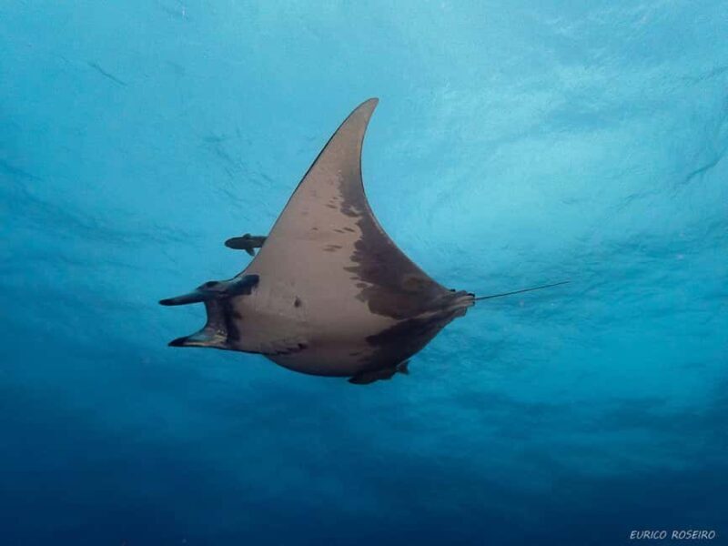 Double dive in Santa Maria Island - Azores - What’s Included and What Not