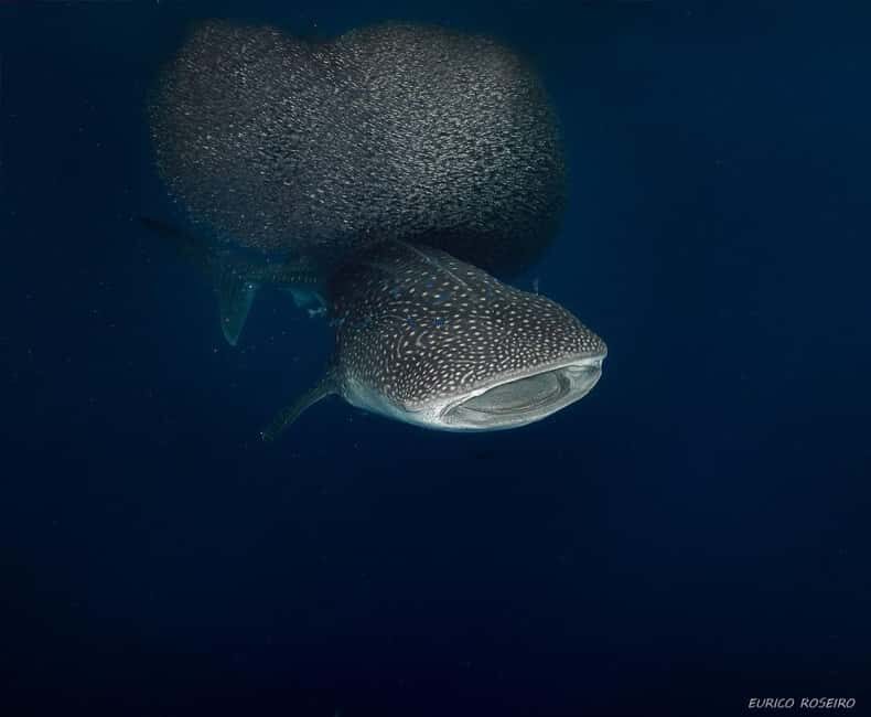 Double dive in Santa Maria Island - Azores - Practical Details and Logistics