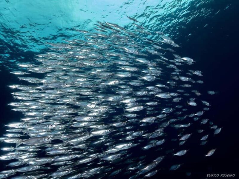 Double dive in Santa Maria Island - Azores - Final Thoughts