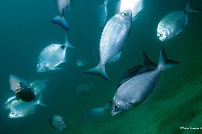 Double dive in the Algarve. Don't stop on the beach! - The Value of a Small Group Experience