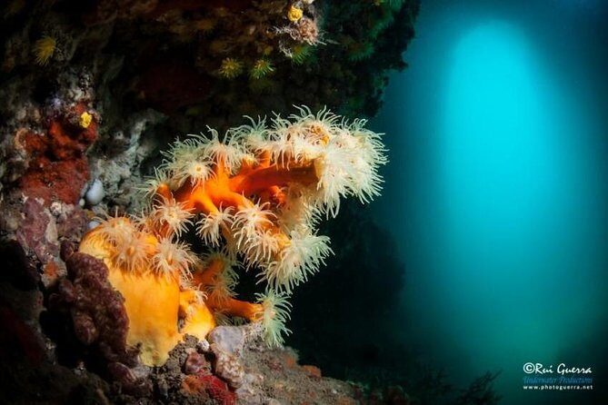 Double dive in the Algarve. Don't stop on the beach! - The Review Insights: Authentic Perspectives