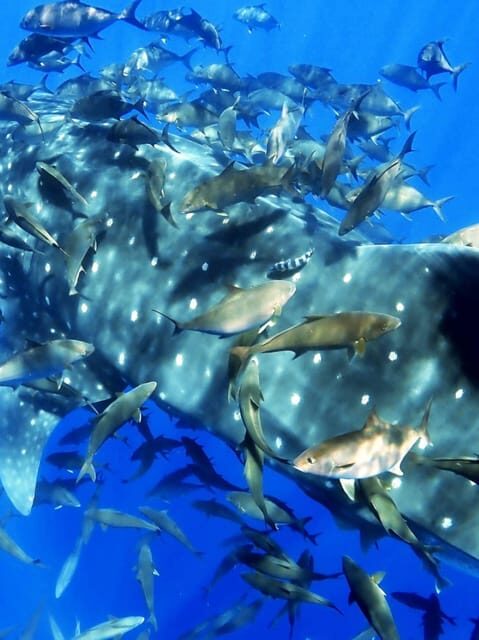 Double Dive the Azores, in the middle of the Atlantic Ocean - Who Will Love This Experience?