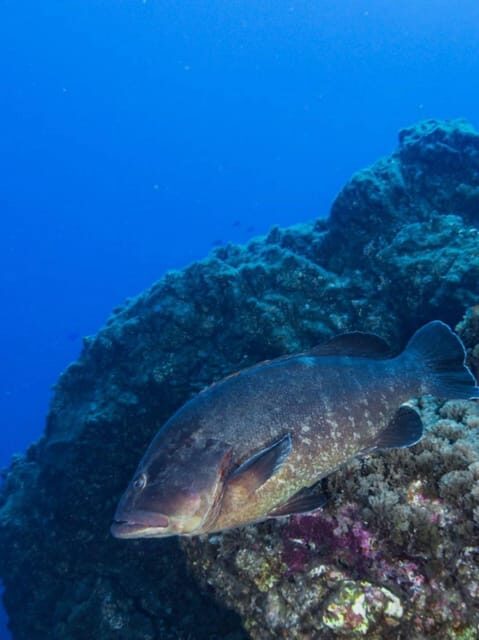 Double Dive the Azores, in the middle of the Atlantic Ocean - Final Thoughts: Who Is This Tour Best For?