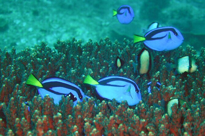 Double Dive to South Solitary Island Coffs Harbour - Pricing and Value