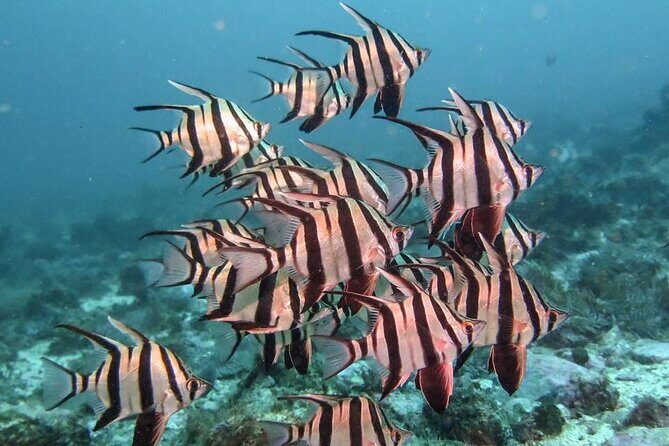 Double Dive to South Solitary Island Coffs Harbour - The Sum Up