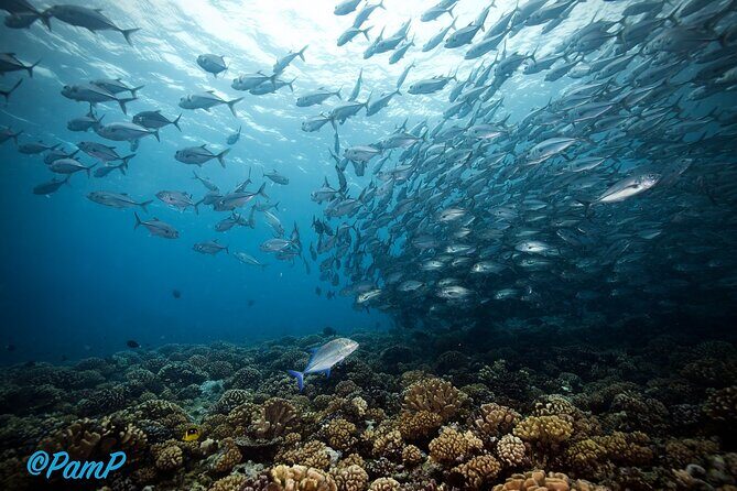 Double Diving Adventure Exploration for Certified Divers - The Underwater Experience: What Youll See and Feel