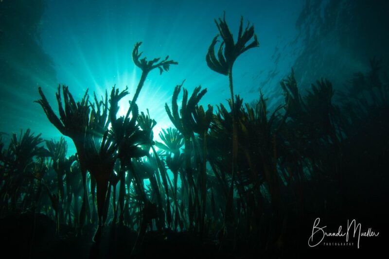 Double Scuba Dive on a Marine Reserve - Key Points