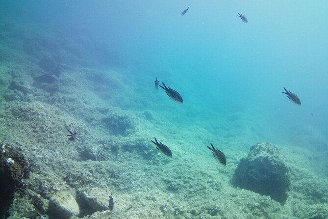 Double Shore Dive (certified divers) - Exploring Athens through the Double Shore Dive Tour: A Practical & Authentic Review