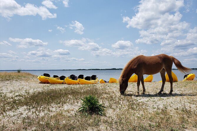 Double Sit on Top Kayak Rental at Assateague Island, MD - The Sum Up