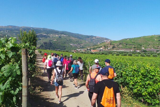 Douro: luxury walking tour with full lunch at Quinta da Pacheca - Final Thoughts