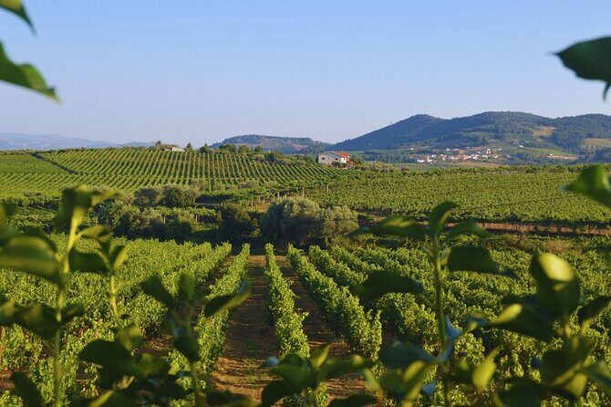 Douro Three Winery Small Group Tour with Lunch and Tastings - A Close Look at the Douro Three Winery Small Group Tour