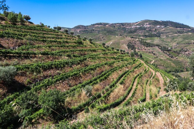 Douro Valley: Douro Valley Tour Including 3 Wineries - An Overview of the Douro Valley Tour