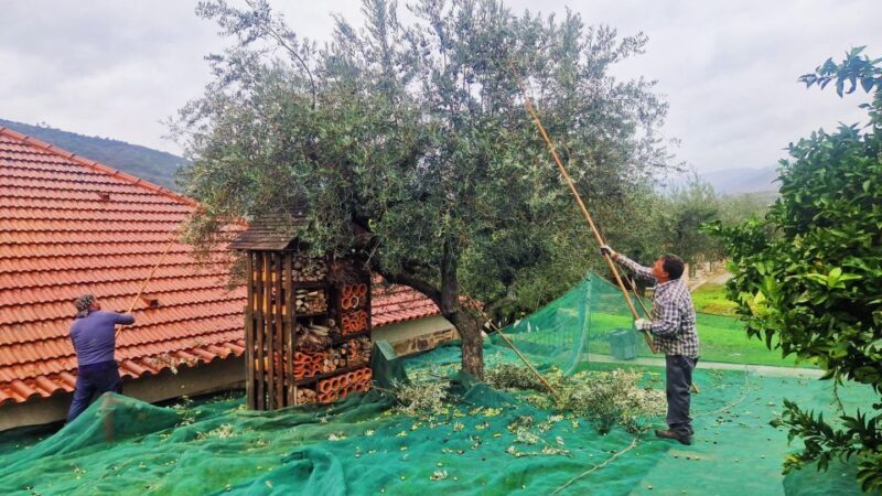 Douro Valley-Expert Guide-Boat-Lunch-Tastings PremiumService - More Details and Practical Tips