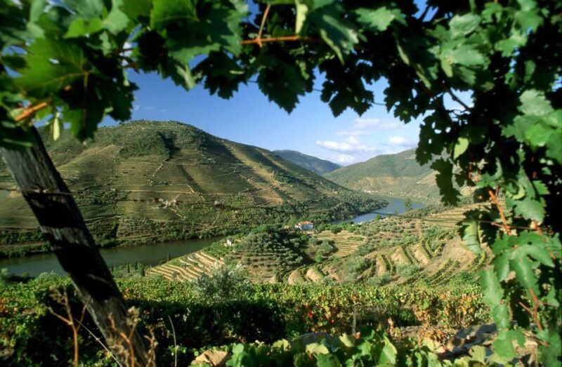 Douro Valley: Full-Day Private Tour from Porto - An In-Depth Look at the Douro Valley Private Tour