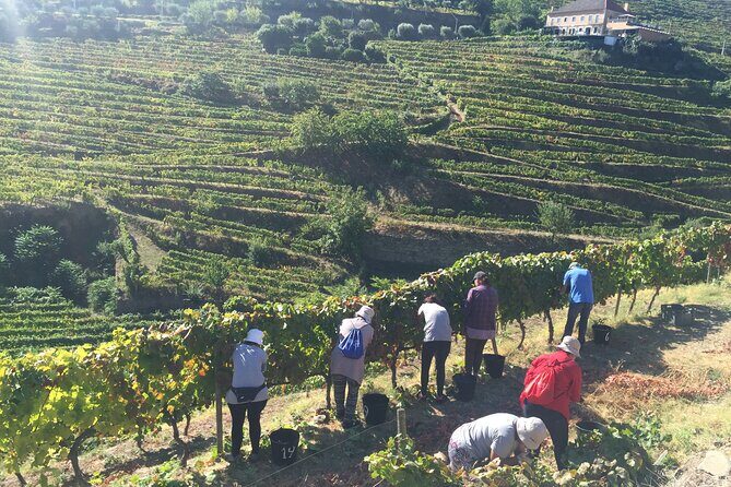 Douro valley Majestic - FAQ