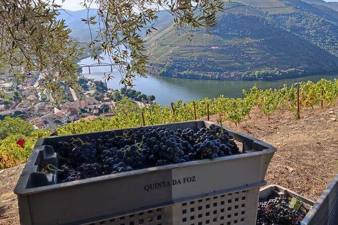 Douro Valley Pinhao Quinta da Foz Tour and Tasting 5 Wines - A Closer Look at the Quinta da Foz Experience