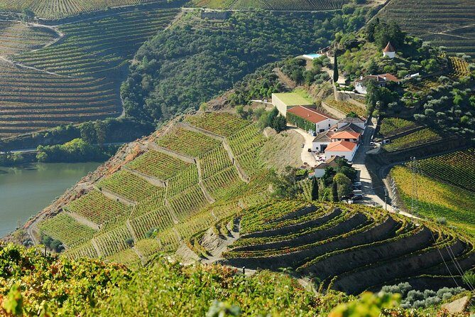 Douro Valley private day tour from Porto - Wine and Olive Oil Tastings