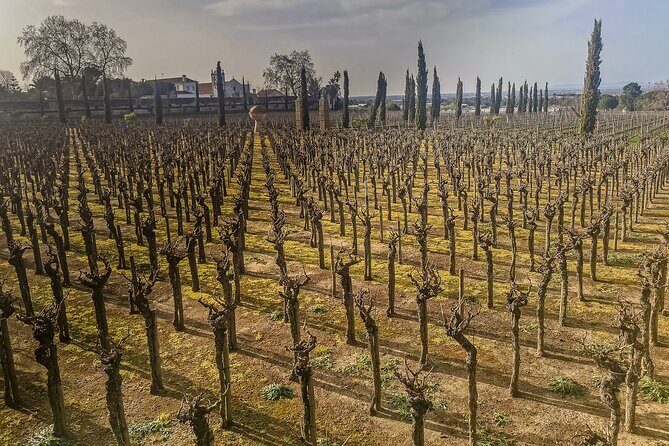 Douro Valley private tour from Lisbon - Is This Tour Worth It?