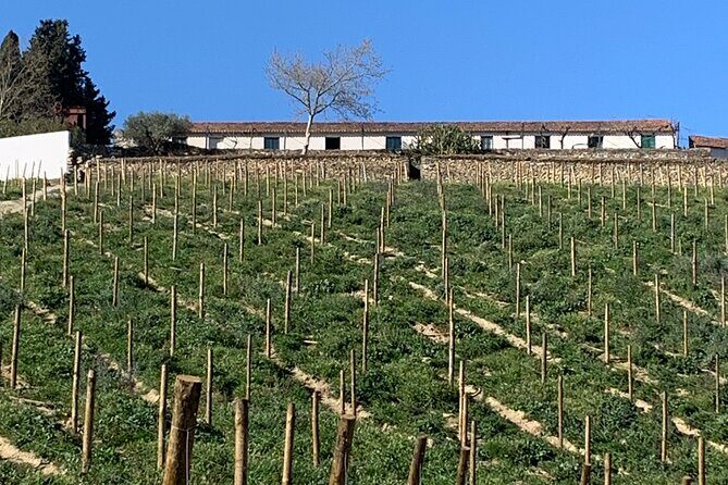 Douro Valley private tour includes wine tasting and boat trip - Key Points
