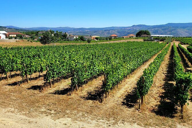 Douro Valley Private Tour (winery + boat + viewpoint) - Who Would Love This Experience?