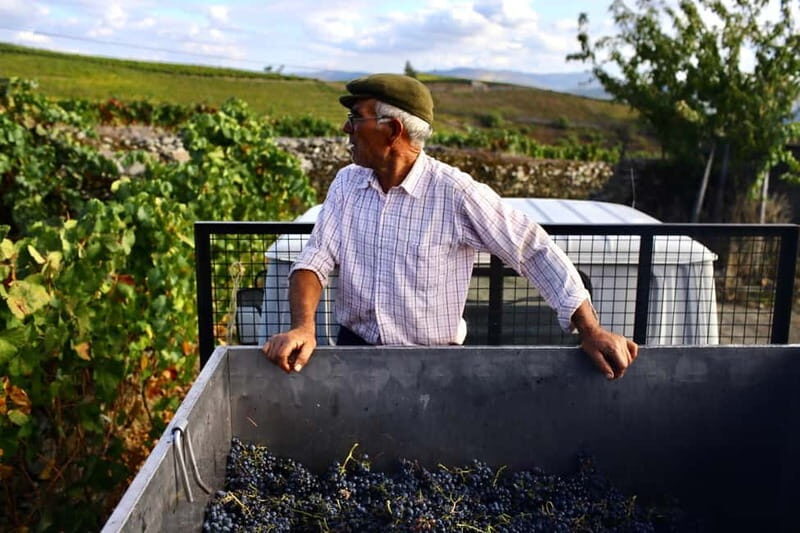 Douro Valley: Provesende and São Cristóvão Guided Hike - Key Points