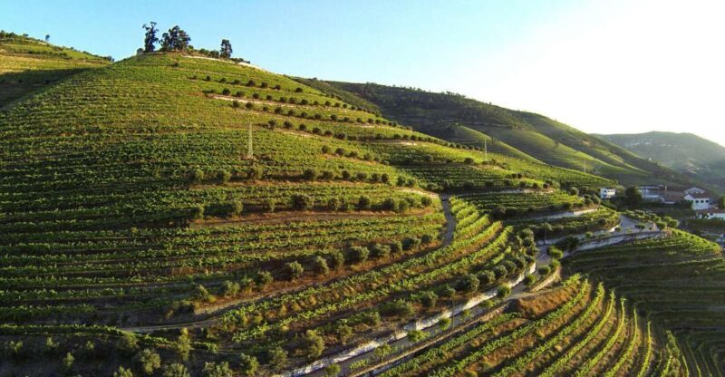 Douro Valley: Quinta de S. Luiz Winery Tour and Tasting - Review Highlights & Criticisms