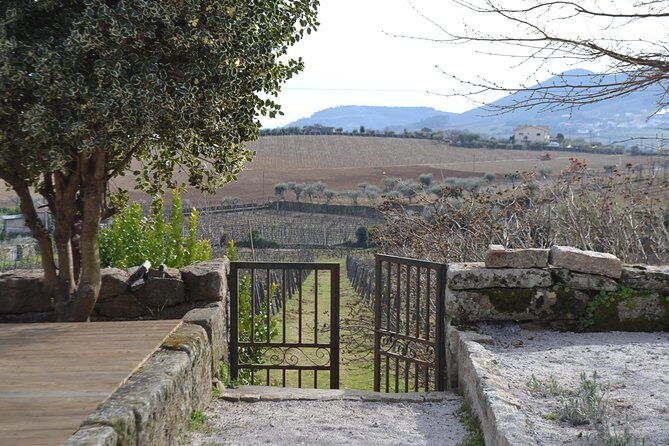 Douro Valley Tour: 2 Vineyard Visits, River Cruise, Winery Lunch - Who Is This Tour Best For?