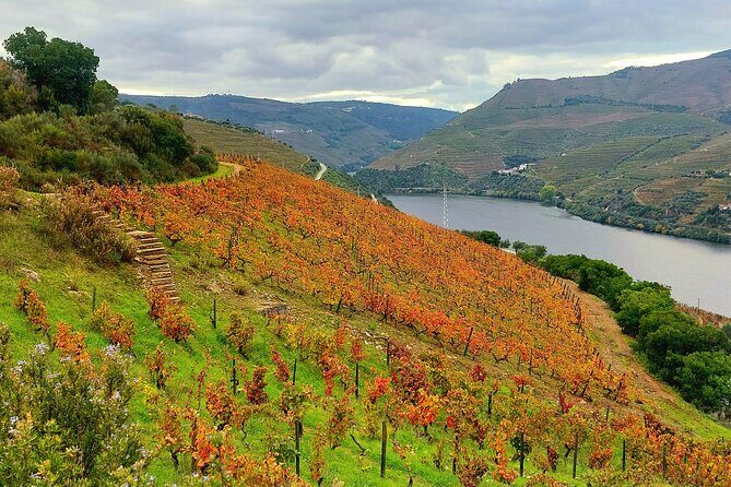 Douro Valley Unesco Heritage fantastic lunch & wine tasting - The Sum Up
