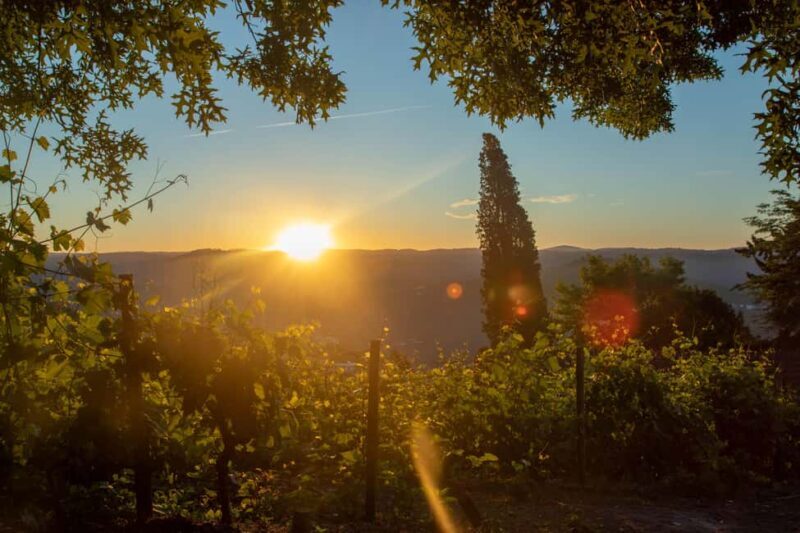 Douro Valley: Walk Through The Vineyards And Woods - Key Points