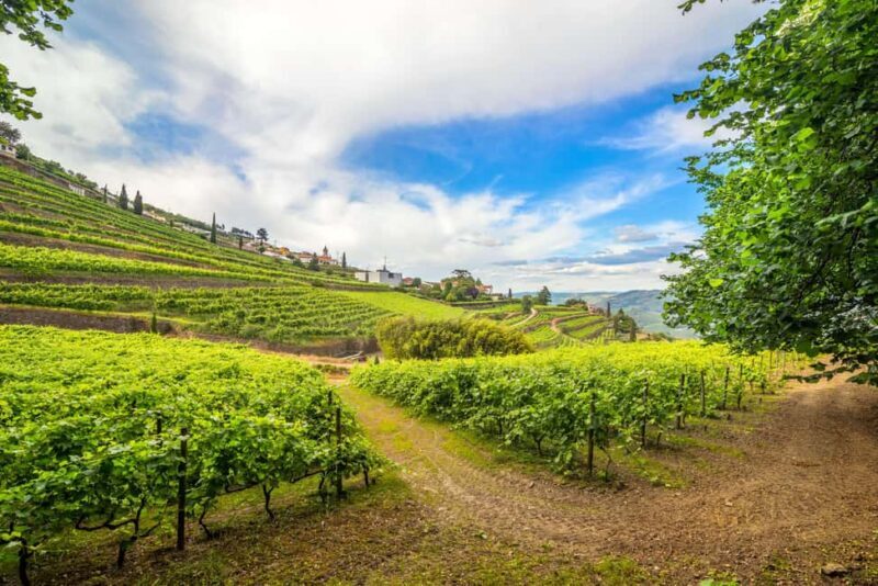 Douro Valley: Walk Through The Vineyards And Woods - Vineyard Trails and Woods
