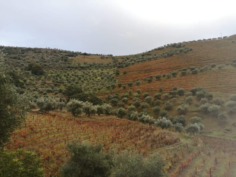 Douro Valley Wine Tour With Traditional Lunch - The Lunch Experience: Pairing Food with Local Wines